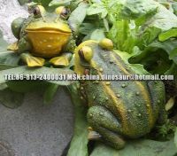 Animatronic Animal--frog
