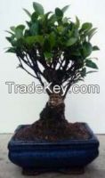 Ficus Bonsai Natural Plant