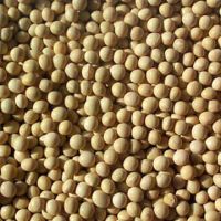 Soya beans (Glycine)