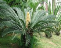 cycas revoluta