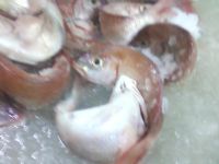 Fresh Fish, Seafood From MOROCCO