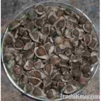 Moringa Oliefera Seed