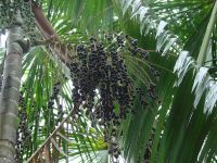 Acai Fruit pulp,cupuacu,camu-camu,acerola