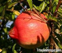 Fresh Pomegrante