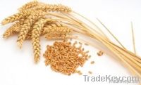 Wheat Seed