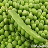 Pea Seed