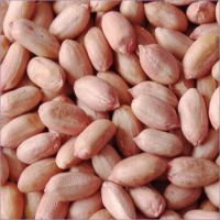 Vietnam Groundnut Kernel