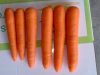 carrot