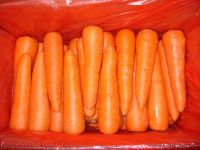 fresh carrot