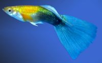 Tropical Fish (Fresh Water Fish, Marine Fish And Aquarium Plants