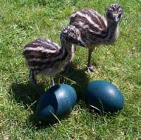 EMUS AND RABBITS