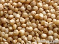 i am export and supply white sorghum seed