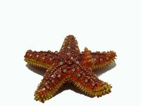 Starfish Bejeweled Box