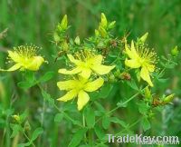 Organic St John's Wort