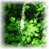 sell Black Cohosh Extract Powder