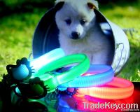 LED Pet Collar GW-15002