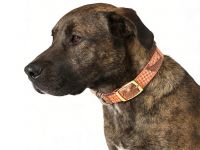 Heavy-duty PU leather dog collar