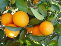 organic navel oranges