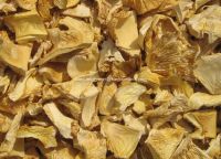 dried yellow pleurotus ostreatus