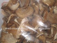 dried grey white pleurotus ostreatus