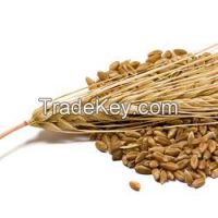 Feed Barley