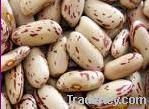 Light speckled kidney bean(all kinds)