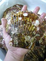 Live Scallop