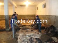 WET SALTED CATTLE HIDES