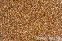 CASSIA TORA SEMEN SEEDS