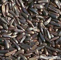 NIGER SEEDS