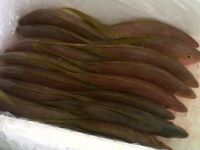 Fresh Fish (several Caribbean Species)