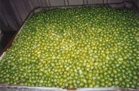 Fresh California Green Olives (Bulk Packaging)