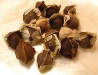 Moringa Seeds