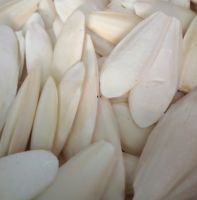 Cuttlefish Bone for Bird Feed with High Quality and Best Price