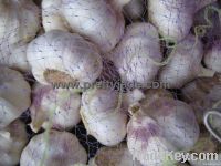 Chinese fresh garlic