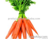 Chinese fresh carrot