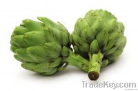 Fresh Artichoke