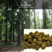 Treated Teak Tree Seeds ( Tactona grandis )