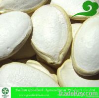 Snow White Pumpkin Seeds, 9cm~14cm