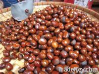 Roasted Chestnut