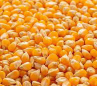 Yellow corn