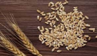 Barley feed grain