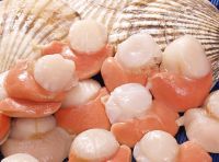 Sell frozen scallop with roe-on