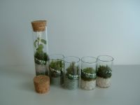 Japanese Finger Moss In Glass Tube