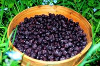 Fresh Berries And Of The Deep