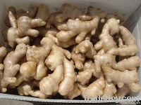 Air Dried Ginger