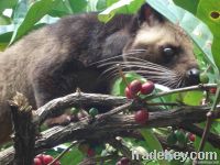 Indonesian Kopi Luwak By Terra Nera