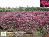 Loropetalum Chinense