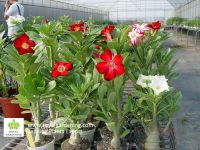 Adenium Obesum (Desert Rose-Bonsai)