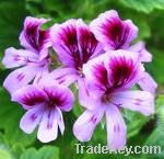 Origin of geranium oil